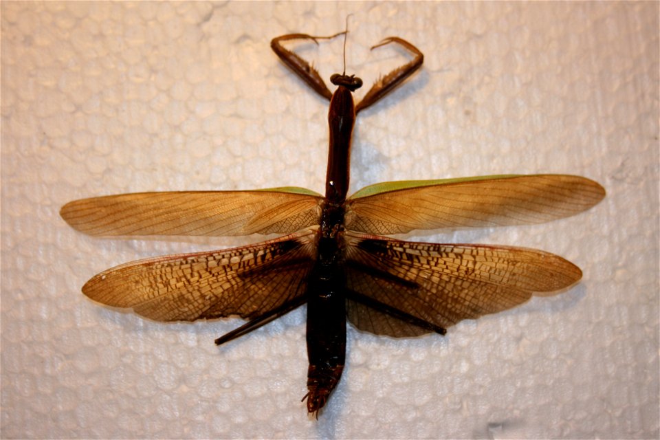 A Tenobera aridifolia in the Hough collection. Caught in Kalamazoo, Michigan.