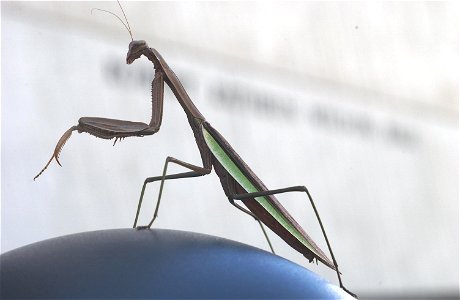 PRAYING MANTIS ON A LAMP IN FRONT OF WILSON HALL AT THE FERMI NATIONAL ACCELERATOR LABORATORY. IN AN EFFORT TO RECOGNIZE AND PRESERVE ITS PRAIRIE HERITAGE, FERMILAB ENCOURAGES NATURAL PRAIRIE LIFE AND photo