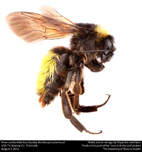USA, TX, Bastrop Co.: Smithville 3-viii-2016 This image was created as part of the Insects Unlocked project at the University of Texas at Austin. Based in the UT insect collection at Brackenridg photo