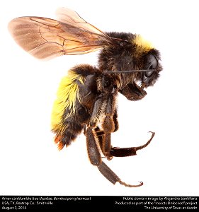 USA, TX, Bastrop Co.: Smithville 3-viii-2016






This image was created as part of the Insects Unlocked project at the University of Texas at Austin.
Based in the UT insect collection at Brackenridg