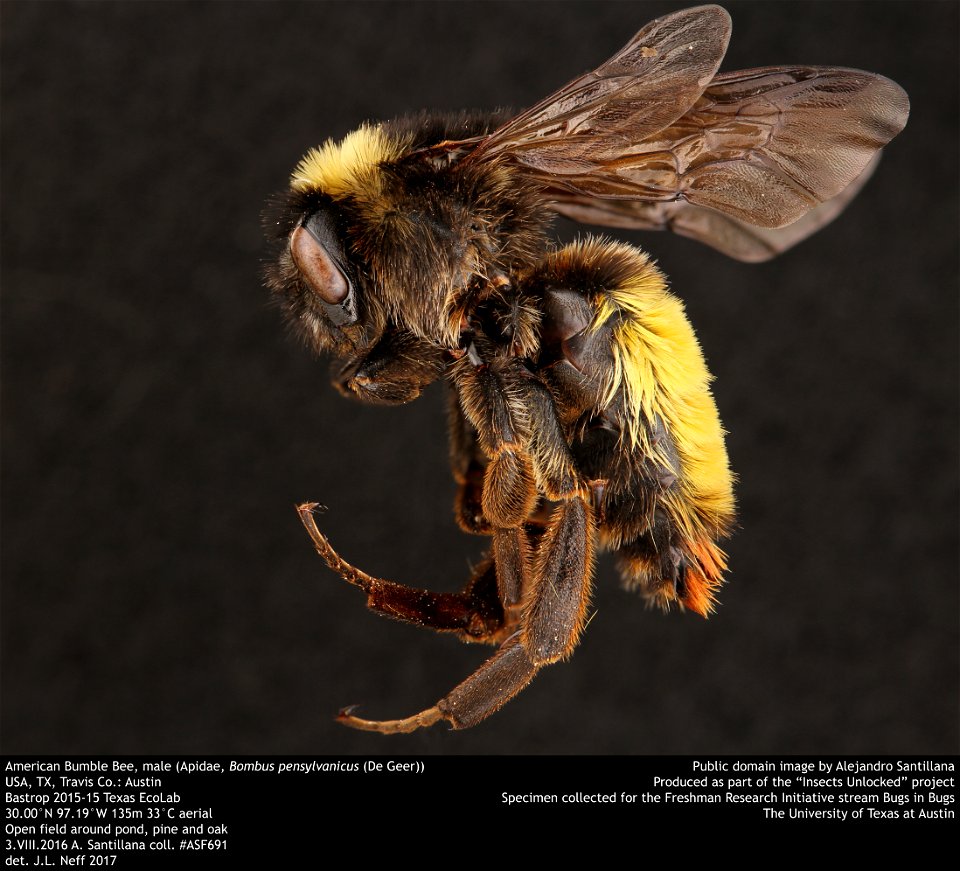 American Bumble Bee, male (Apidae, Bombus pensylvanicus (De Geer))
USA, TX, Travis Co.: Austin
Bastrop 2015-15 Texas EcoLab
30.00°N 97.19°W 135m 33°C aerial
Open field around pond, pine and oak
3.VIII