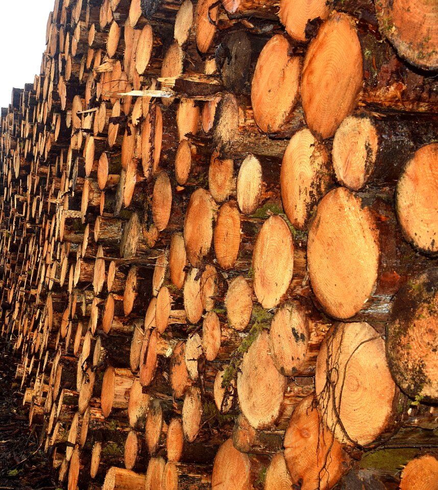Sawmill wood construction
