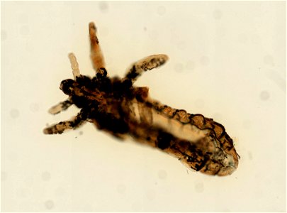 PRESERVED_SPECIMEN; ; ; microslide; ; IZ number 93587; lot count 1; Microslide 01, balsam, whole mount;