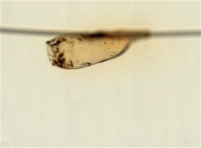 PRESERVED_SPECIMEN; ; ; microslide; ; IZ number 93594; lot count 1; Microslide 01, balsam, whole mount; egg;