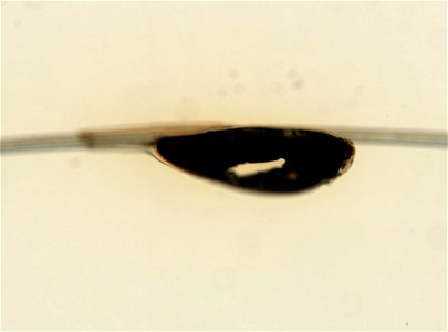 PRESERVED_SPECIMEN; ; ; microslide; ; IZ number 93603; lot count 1; Microslide 01, balsam, whole mount; egg;