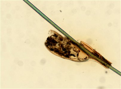 PRESERVED_SPECIMEN; ; ; microslide; ; IZ number 93607; lot count 1; Microslide 01, balsam, whole mount; egg;
