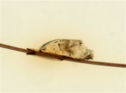 PRESERVED_SPECIMEN; ; ; microslide; ; IZ number 93608; lot count 1; Microslide 01, balsam, whole mount; egg;