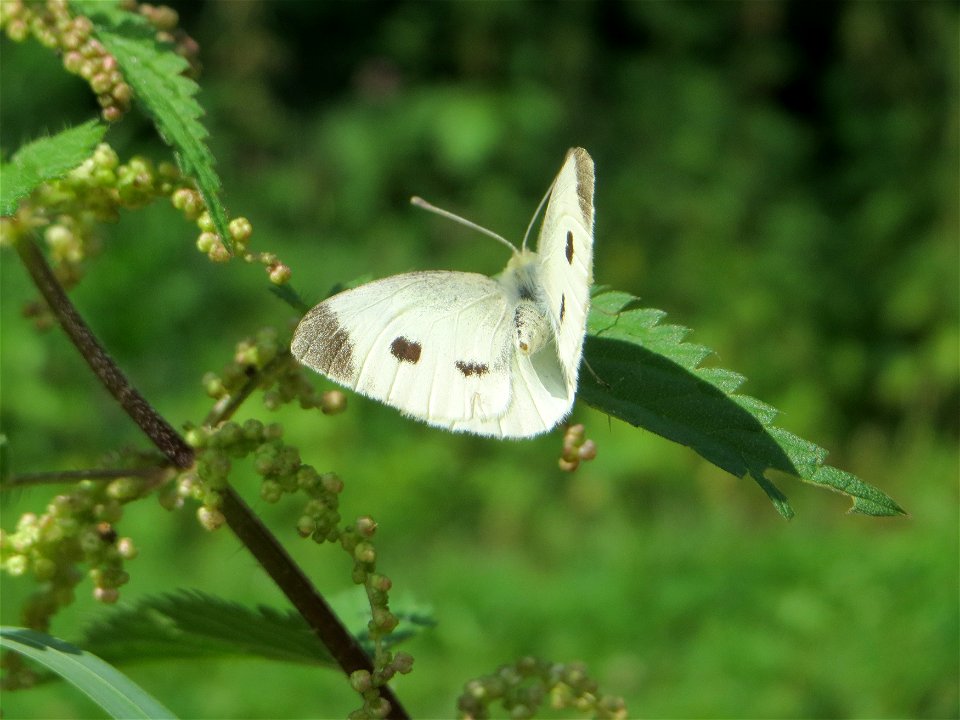 Kleiner Kohlweißling (Pieris rapae) ? im Bürgerpark Saarbrücken