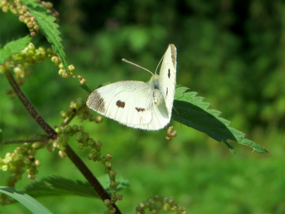 Kleiner Kohlweißling (Pieris rapae) ? im Bürgerpark Saarbrücken photo