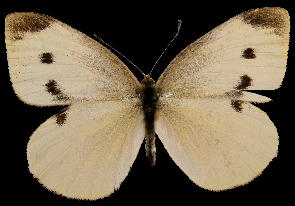 Female Cabbage White, Pieris rapae photo