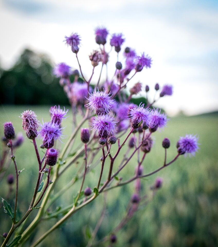 Purple bloom bud