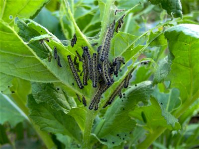 Pieris brassicae caterpillars photo