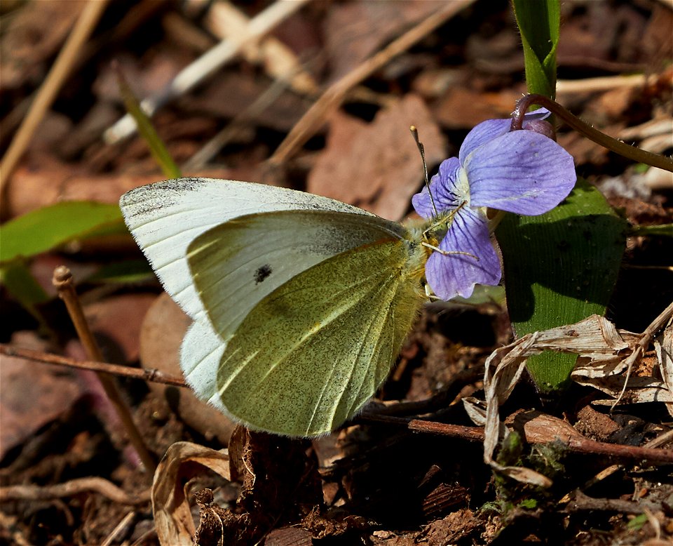 Cabbage White (Pieris rapae) photo