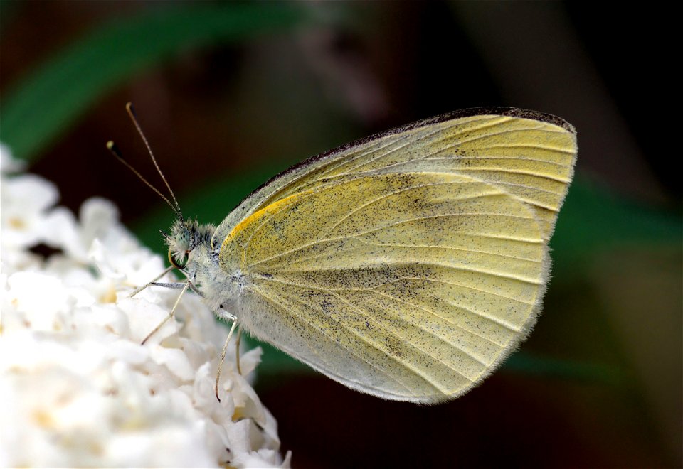 Small White. photo