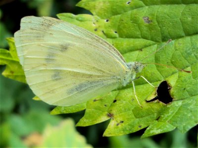 Motýl bělásek řepový z Podkomorských lesů. Česká republika, jižní Morava