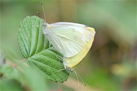 Small white butterflies (Pieris rapae) mating, East Yorkshire, UK.