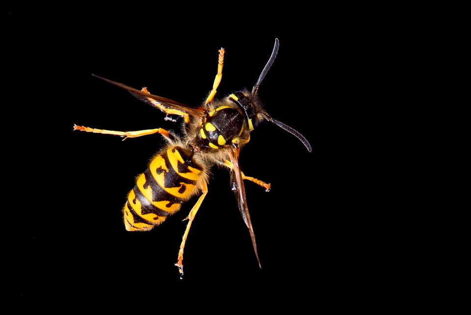 A wasp found in much of Earth's Northern Hemisphere is the It is native to Europe, temperate Asia and northern Africa. The specimen in the picture is a fully grown worker (female) with a length (head photo