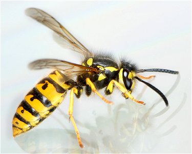 A wasp found in much of Earth's Northern Hemisphere is the It is native to Europe, temperate Asia and northern Africa. The specimen in the picture is a fully grown worker (female) with a length (head photo