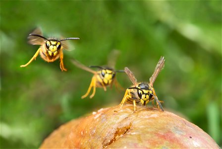 A wasp found in much of Earth's Northern Hemisphere is the  It is native to Europe, temperate Asia and northern Africa. The three specimen in the picture are fully grown workers (female) with a length