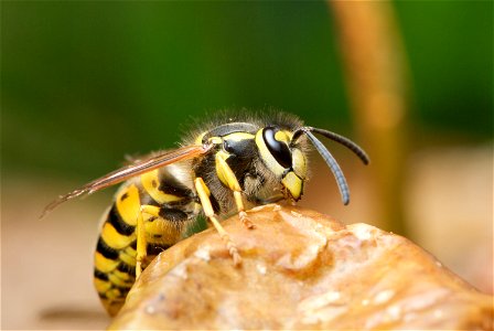 A wasp found in much of Earth's Northern Hemisphere is the It is native to Europe, temperate Asia and northern Africa. On a fallen apple in the picture is a fully grown worker (female) with a length photo