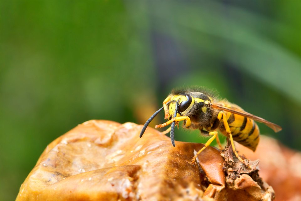 A wasp found in much of Earth's Northern Hemisphere is the  It is native to Europe, temperate Asia and northern Africa. The specimen in the picture is a fully grown worker (female) with a length (head