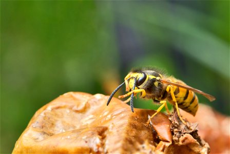 A wasp found in much of Earth's Northern Hemisphere is the It is native to Europe, temperate Asia and northern Africa. The specimen in the picture is a fully grown worker (female) with a length (head photo