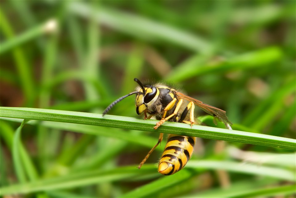 A wasp found in much of Earth's Northern Hemisphere is the  It is native to Europe, temperate Asia and northern Africa. The specimen in the picture is a fully grown worker (female) with a length (head
