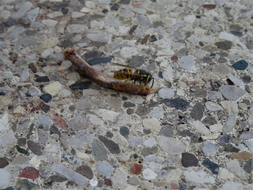 A small wasp shares my lunch, 2020 07 29 -d