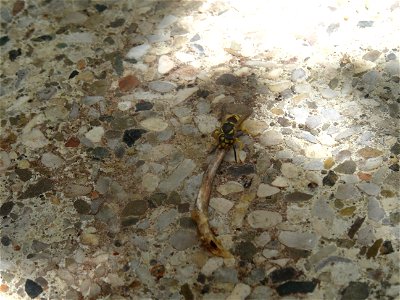 A small wasp shares my lunch, 2020 07 29 -f photo