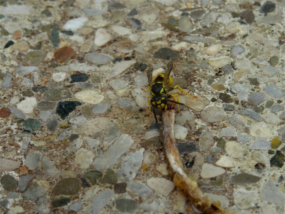 A small wasp shares my lunch, 2020 07 29 -g