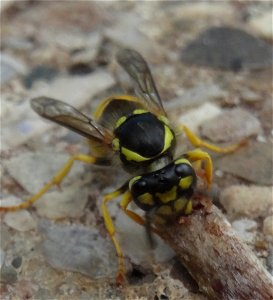 A small wasp shares my lunch, 2020 07 29 -i photo