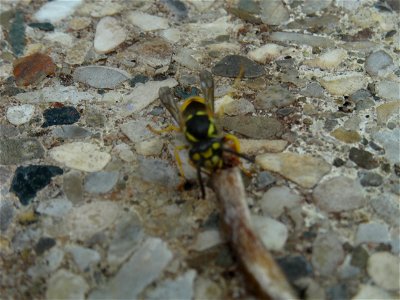 A small wasp shares my lunch, 2020 07 29 -h photo