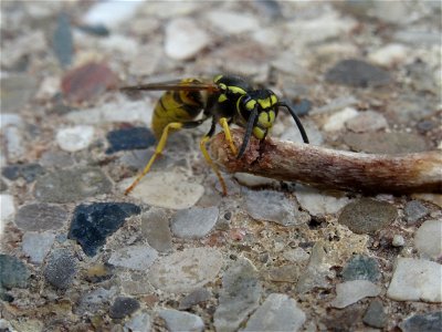 A small wasp shares my lunch, 2020 07 29 -k photo