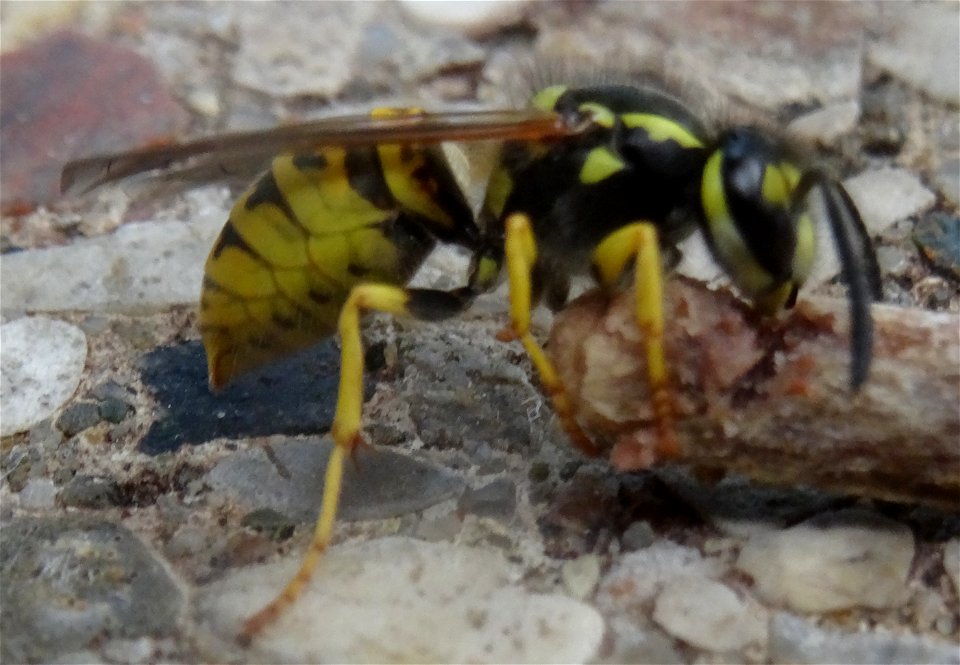 A small wasp shares my lunch, 2020 07 29 -l