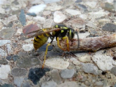 A small wasp shares my lunch, 2020 07 29 -m photo