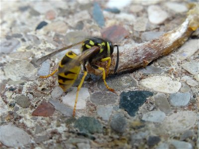 A small wasp shares my lunch, 2020 07 29 -o photo