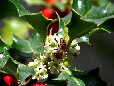 Aveja Chaqueta Amarilla(Vespula Germanica) en Neuquen, Argentina, entre flores de un Muerdago