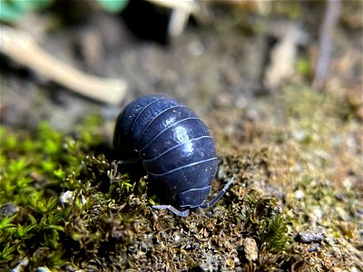 Common Pill Woodlouse (Armadillidium vulgare)