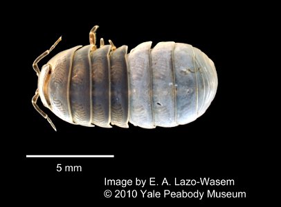 PRESERVED_SPECIMEN; ; 70% alc.; Det. by: Eric A. Lazo-Wasem 2010; IZ number 49670; lot count 1; 2010-10-09T00:00:00Z