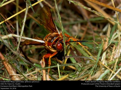 USA, TX, Travis Co.: Austin Commons Ford Ranch Metropolitan Park 18-ix-2016 photo