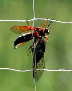 Image title: Cicada killer wasp holding dead cicada Image from Public domain images website, http://www.public-domain-image.com/full-image/fauna-animals-public-domain-images-pictures/insects-and-bugs- photo