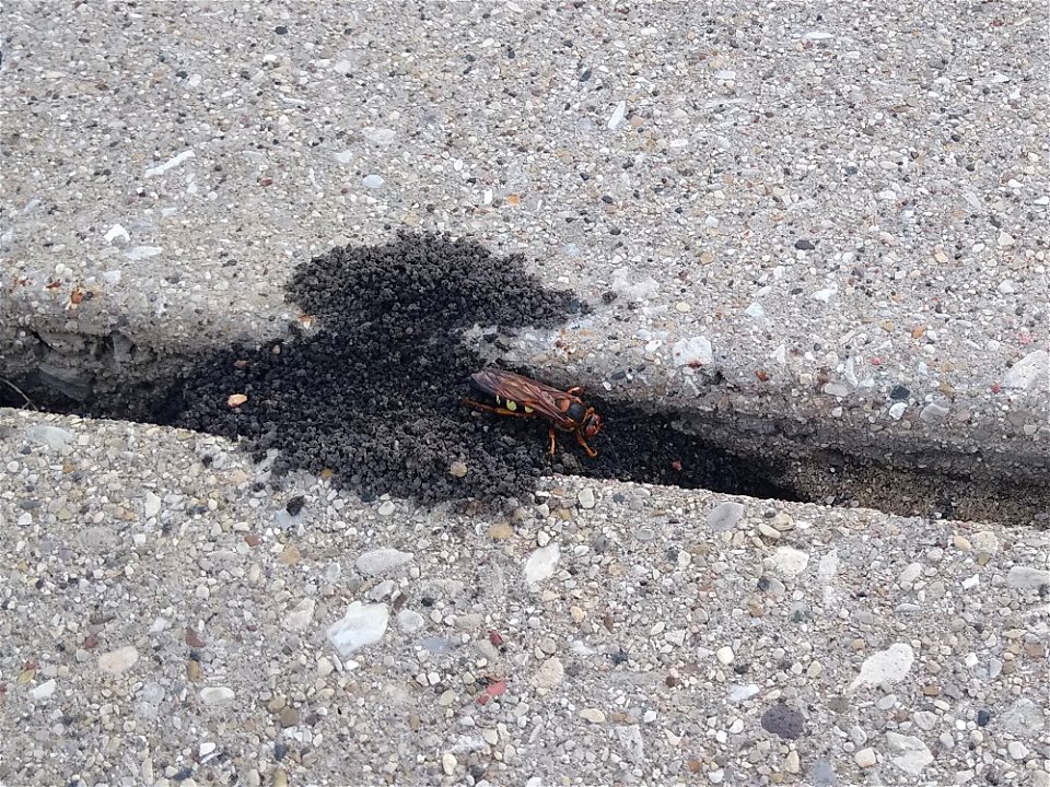 This wasp burrows into the naked ground towards the late summer with the intent of laying its eggs.