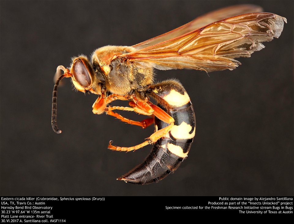 Eastern cicada killer (Crabronidae, Sphecius speciosus (Drury))
USA, TX, Travis Co.: Austin
Hornsby Bend Bird Observatory
30.23°N 97.64°W 135m aerial
Platt Lane entrance- River Trail

30.VI.2017 A. Sa