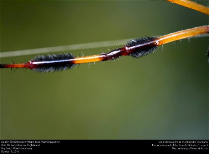USA, TX, Galveston Co.: High Island
Boy Scout Woods Sanctuary

1-x-2016