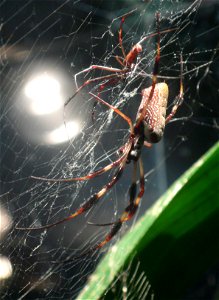 Golden silk orb-weaver (Nephila clavipes)