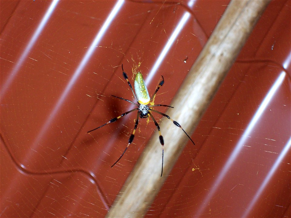 La Fortuna, Costa Rica 2004.