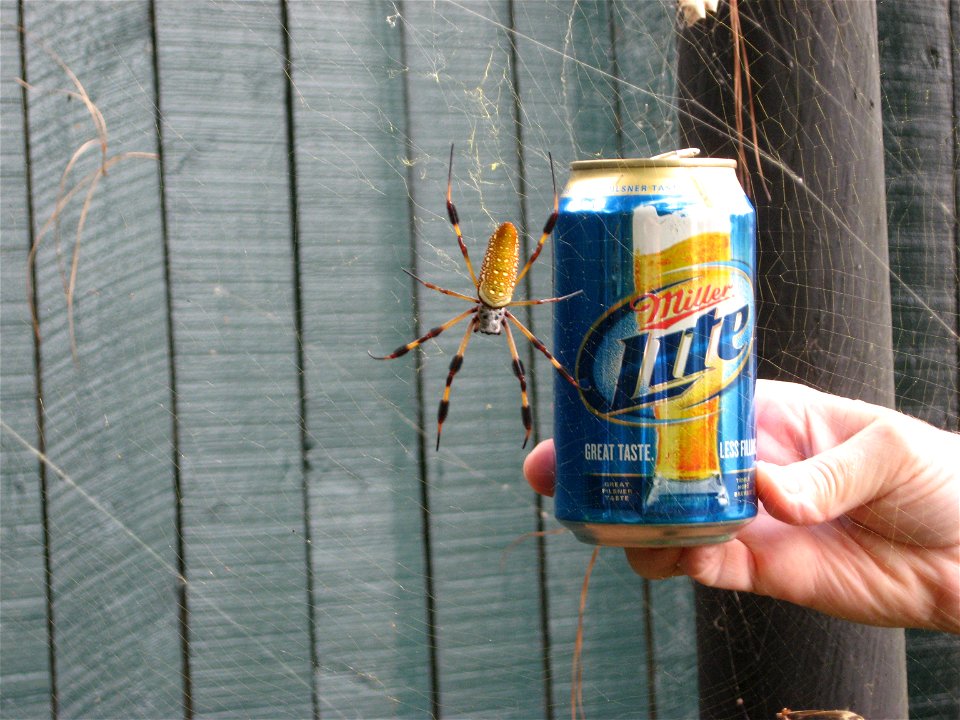 Nephila clavipes. Size is shown in perspective with beverage can.