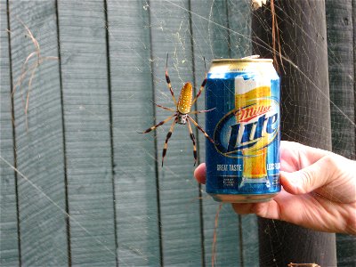 Nephila clavipes. Size is shown in perspective with beverage can.