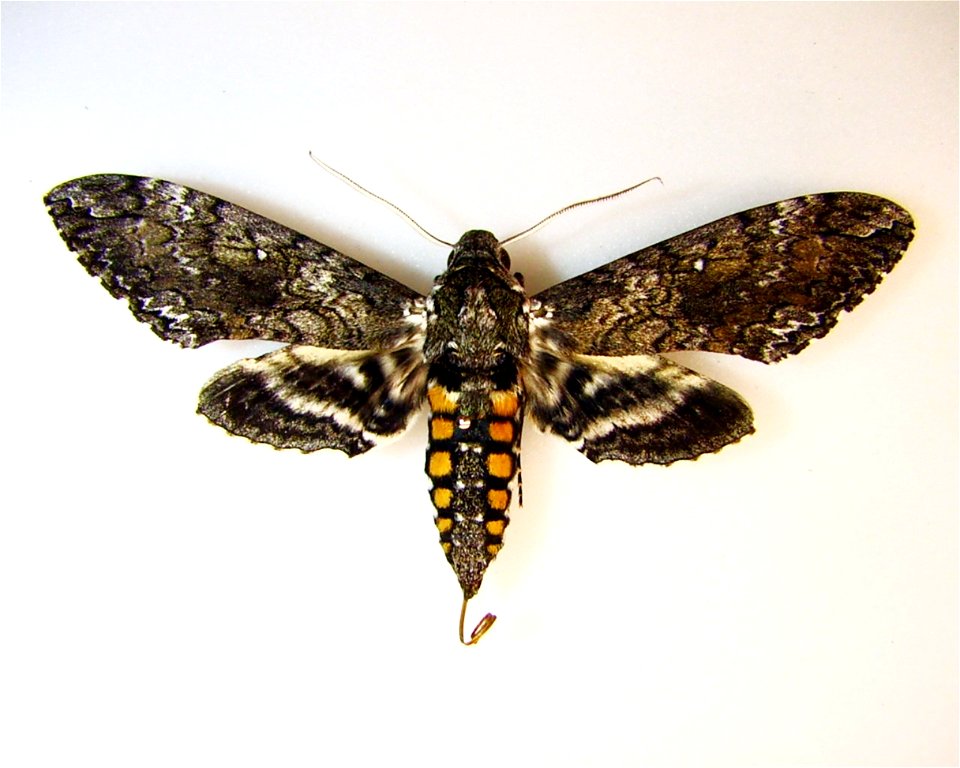 Yucca Valley, CA - Manduca sexta - Copper Mountain College Entomology Collection
