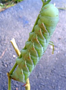 Photograph of a tobacco hornworm (Manduca sexta). I found this eating a tomato plant.
